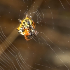 Austracantha minax (Christmas Spider, Jewel Spider) at MTR591 at Gundaroo - 1 May 2024 by AlisonMilton