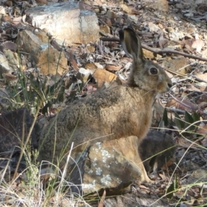 Lepus capensis at Bruce Ridge to Gossan Hill - 1 May 2024 03:25 PM