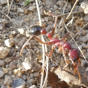 Myrmecia forficata at Flea Bog Flat to Emu Creek Corridor - 1 May 2024 04:00 PM