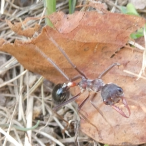 Myrmecia forficata at Flea Bog Flat to Emu Creek Corridor - 1 May 2024 04:00 PM