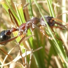 Myrmecia forficata at Flea Bog Flat to Emu Creek Corridor - 1 May 2024 04:00 PM