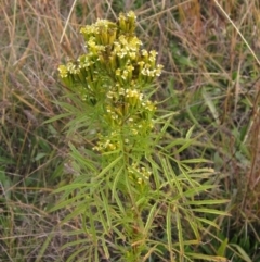 Tagetes minuta at The Pinnacle - 30 Apr 2024