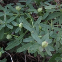 Hypericum perforatum (St John's Wort) at The Pinnacle - 30 Apr 2024 by pinnaCLE