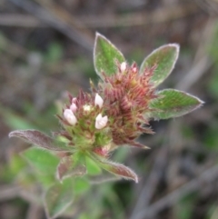 Trifolium striatum (Knotted Clover) at Weetangera, ACT - 30 Apr 2024 by pinnaCLE