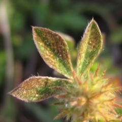 Trifolium striatum at The Pinnacle - 30 Apr 2024 03:55 PM