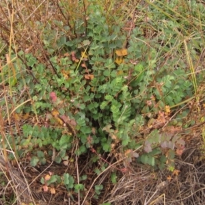 Sanguisorba minor at The Pinnacle - 30 Apr 2024