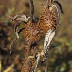 Xanthium spinosum (Bathurst Burr) at Whitlam, ACT - 1 May 2024 by pinnaCLE