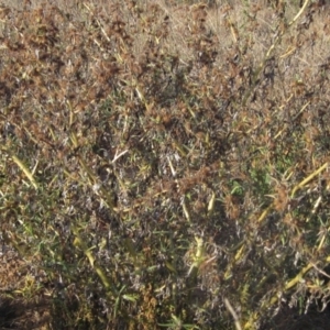 Xanthium spinosum at Whitlam, ACT - 1 May 2024