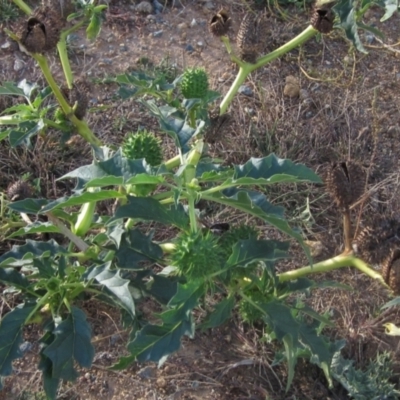 Datura stramonium (Common Thornapple) at Whitlam, ACT - 1 May 2024 by pinnaCLE