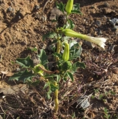 Datura stramonium at Whitlam, ACT - 1 May 2024 03:47 PM