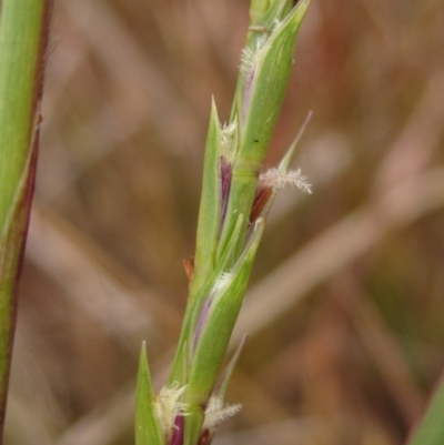 Hemarthria uncinata (Matgrass) at Latham, ACT - 30 Apr 2024 by pinnaCLE