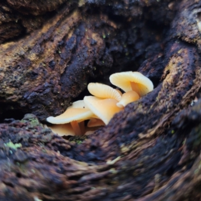 Collybia eucalyptorum at Harolds Cross, NSW - 1 May 2024 by Csteele4