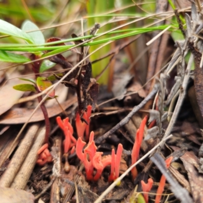 Clavulinopsis sulcata (A club fungi) at QPRC LGA - 1 May 2024 by Csteele4