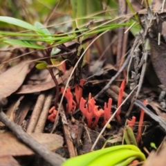 Clavulinopsis sulcata at QPRC LGA - 1 May 2024