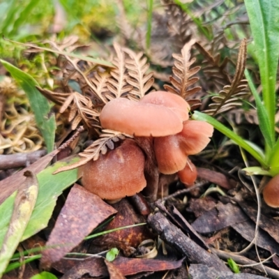 Laccaria sp. (Laccaria) at Harolds Cross, NSW - 1 May 2024 by Csteele4