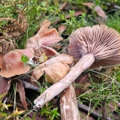 Laccaria sp. at QPRC LGA - 1 May 2024