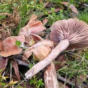 Laccaria sp. at QPRC LGA - 1 May 2024