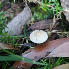 Hemimycena sp. at Harolds Cross, NSW - 1 May 2024 by Csteele4