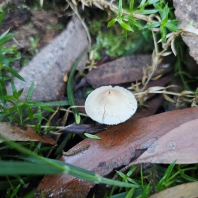 Hemimycena sp. at Harolds Cross, NSW - 1 May 2024 by Csteele4