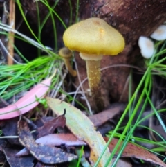 Armillaria luteobubalina (Australian Honey Fungus) at Harolds Cross, NSW - 1 May 2024 by Csteele4