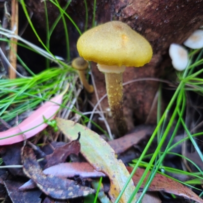 Armillaria luteobubalina (Australian Honey Fungus) at Harolds Cross, NSW - 1 May 2024 by Csteele4