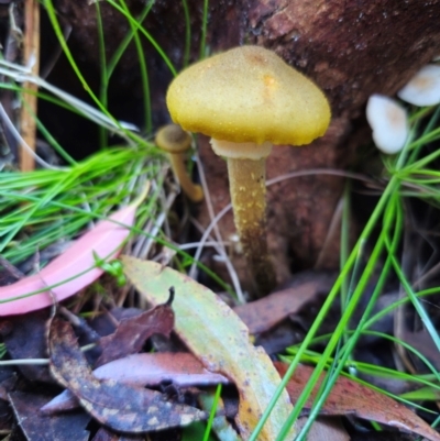 Armillaria luteobubalina (Australian Honey Fungus) at QPRC LGA - 1 May 2024 by Csteele4