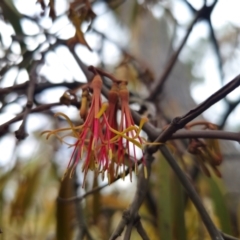 Amyema miquelii (Box Mistletoe) at Captains Flat, NSW - 29 Apr 2024 by Csteele4