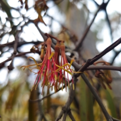 Amyema miquelii (Box Mistletoe) at Captains Flat, NSW - 29 Apr 2024 by Csteele4