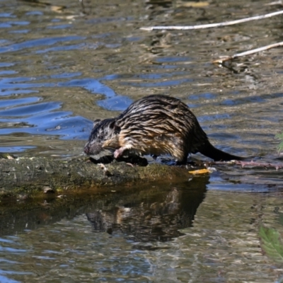 Hydromys chrysogaster (Rakali or Water Rat) at JER550: JWs - Jerra Ck @ Board Walk - 1 May 2024 by davidcunninghamwildlife