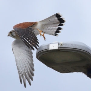 Falco cenchroides at Lawson, ACT - 29 Apr 2024