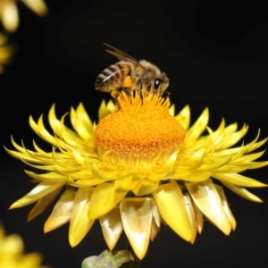 Apis mellifera at GG179 - 1 May 2024