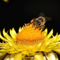 Apis mellifera at GG179 - 1 May 2024 12:37 PM