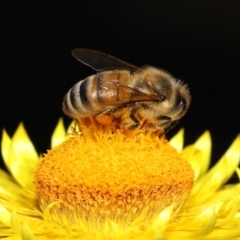 Apis mellifera at GG179 - 1 May 2024 12:37 PM