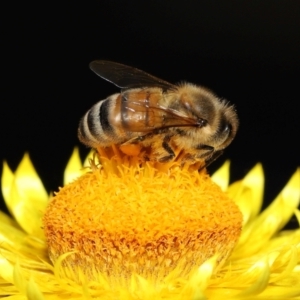 Apis mellifera at GG179 - 1 May 2024