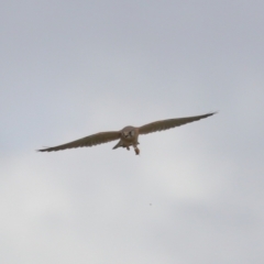 Falco cenchroides (Nankeen Kestrel) at Lawson, ACT - 29 Apr 2024 by TimL