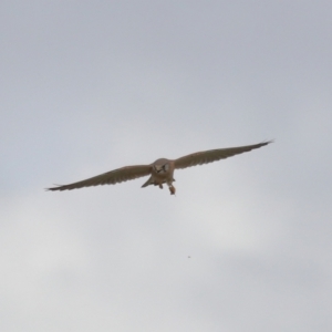 Falco cenchroides at Lawson, ACT - 29 Apr 2024