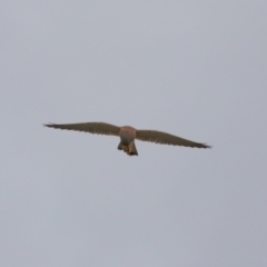 Falco cenchroides at Lawson, ACT - 29 Apr 2024 03:37 PM