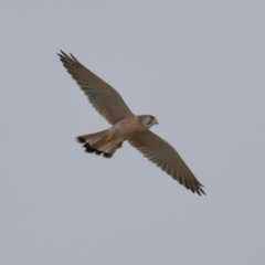 Falco cenchroides at Lawson, ACT - 29 Apr 2024 03:37 PM