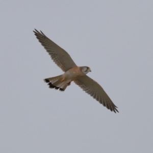 Falco cenchroides at Lawson, ACT - 29 Apr 2024 03:37 PM