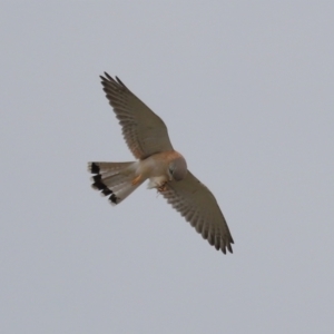 Falco cenchroides at Lawson, ACT - 29 Apr 2024 03:37 PM