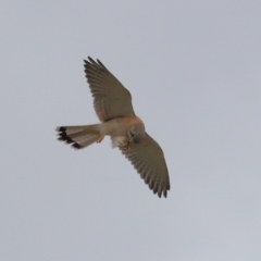 Falco cenchroides (Nankeen Kestrel) at Lawson, ACT - 29 Apr 2024 by TimL