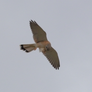 Falco cenchroides at Lawson, ACT - 29 Apr 2024 03:37 PM