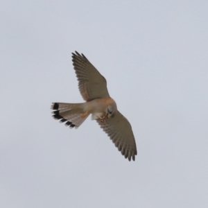 Falco cenchroides at Lawson, ACT - 29 Apr 2024 03:37 PM