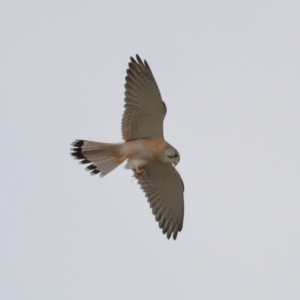 Falco cenchroides at Lawson, ACT - 29 Apr 2024 03:37 PM