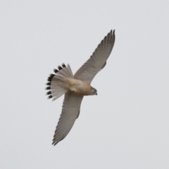 Falco cenchroides at Lawson, ACT - 29 Apr 2024 03:37 PM