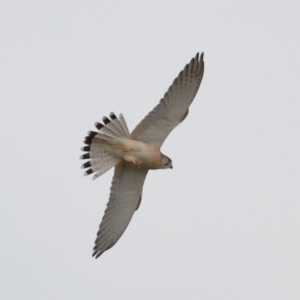 Falco cenchroides at Lawson, ACT - 29 Apr 2024 03:37 PM