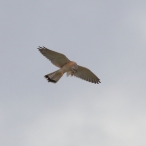 Falco cenchroides at Lawson, ACT - 29 Apr 2024 03:37 PM