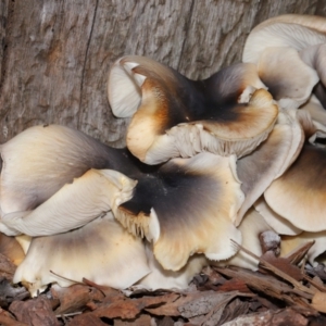 Omphalotus nidiformis at ANBG - 1 May 2024 12:48 PM