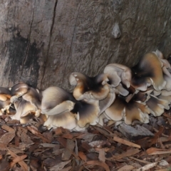 Omphalotus nidiformis at ANBG - 1 May 2024 12:48 PM