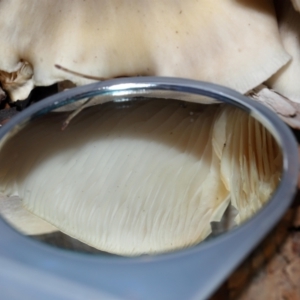 Omphalotus nidiformis at ANBG - 1 May 2024 12:48 PM